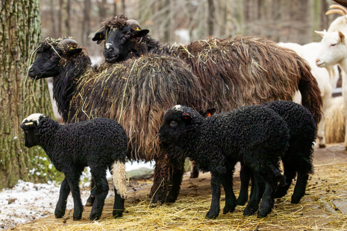 VIDEO: Zimní překvapení v Zoo Ostrava, narodilo se tam pět tmavých jehňat valašek