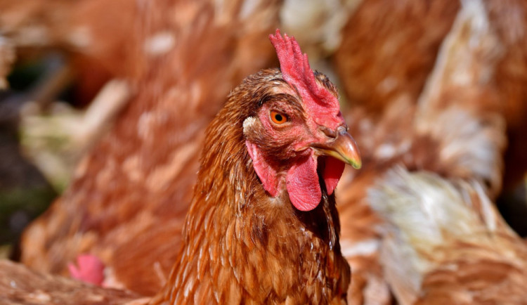 V malochovu v Rodvínově na Jindřichohradecku potvrdili veterináři ptačí chřipku