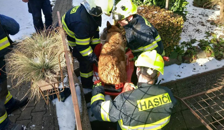 Čtyřnozí mazlíčci v pasti. Hasiči na jihu Moravy zachraňovali psy z roury i přehrady