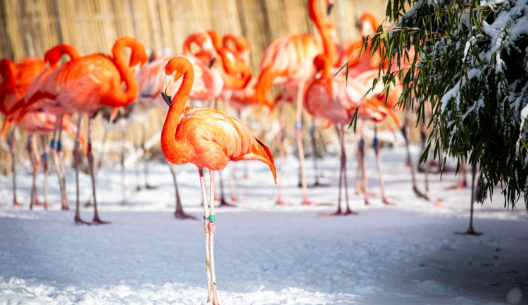 V ostravské zoo uhynul nejstarší plameňák. Samice se dožila minimálně padesáti let