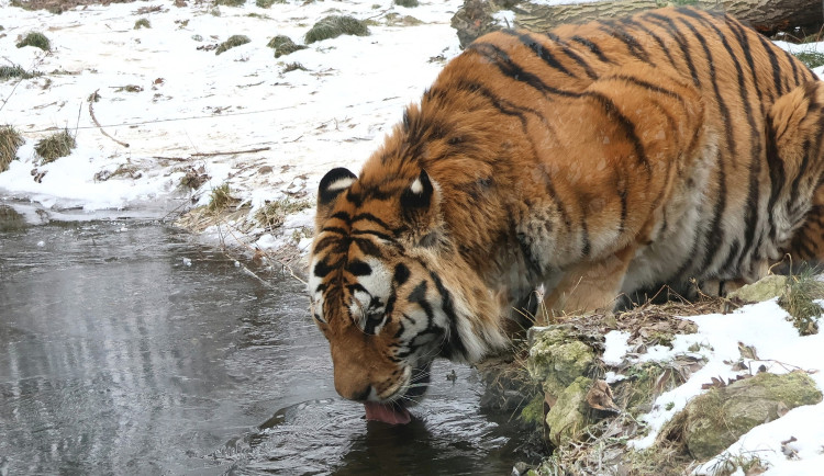 Mrazy udeřily i v jihomoravských zoo. Teplomilná zvířata mají zkrácené vycházky