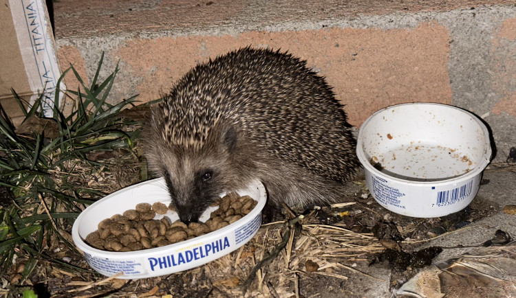 KOMENTÁŘ: Paní ježkové se nechtělo spát ani v třeskutých mrazech