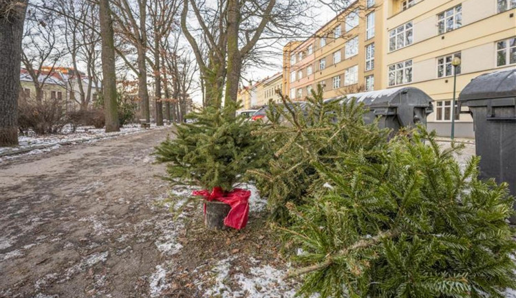 Z ulic Jihlavy mizí vyhozené vánoční stromky. Je důležité, aby byly dobře odstrojené