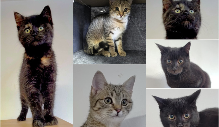 HLEDÁME PÁNÍČKA: Povánoční nadílka koťátek. Nový domov chce Miluška, Žofinka a Toník