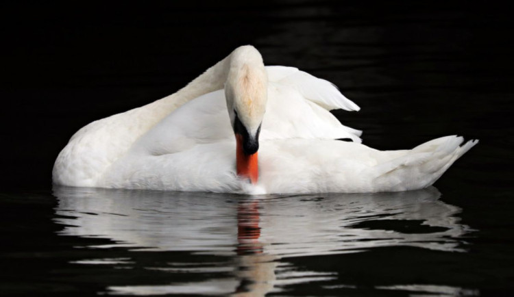 V Hradci Králové byla potvrzena ptačí chřipka, veterináři varují před šířením nákazy