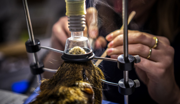 Úspěch jablonecké fotografky Zbrankové Albaniové: 2. místo v soutěži Czech Press Photo