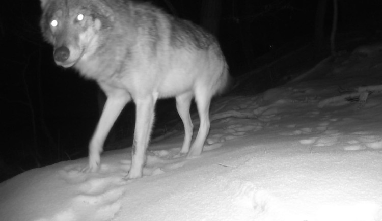 Do Moravského krasu zavítal nečekaný host. Na záběrech z fotopasti se objevil vlk