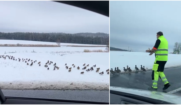 Stovky kachen se vydaly na pochod k rušné silnici, odehnal je záchranář