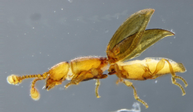 Vědci z Olomouce objevili v Chile neznámého brouka. Měří méně než milimetr