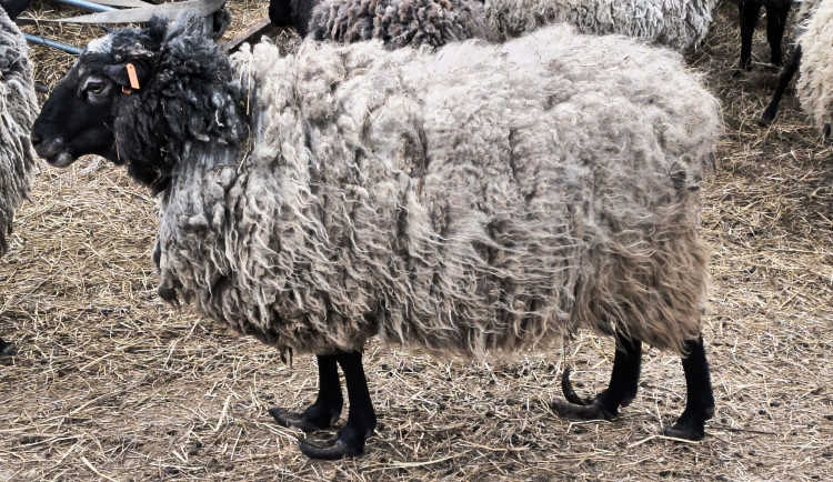 Rozkládající se mrtvá jehňata, desítky trpících ovcí. Inspektory šokoval chovatel z Křelova