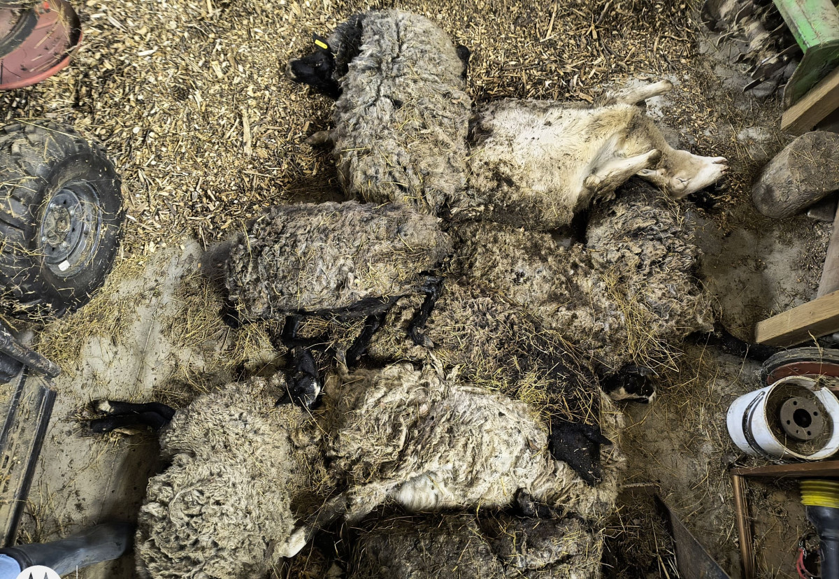 Rozkládající se mrtvá jehňata, desítky trpících ovcí. Inspektory šokoval chovetel z Křelova