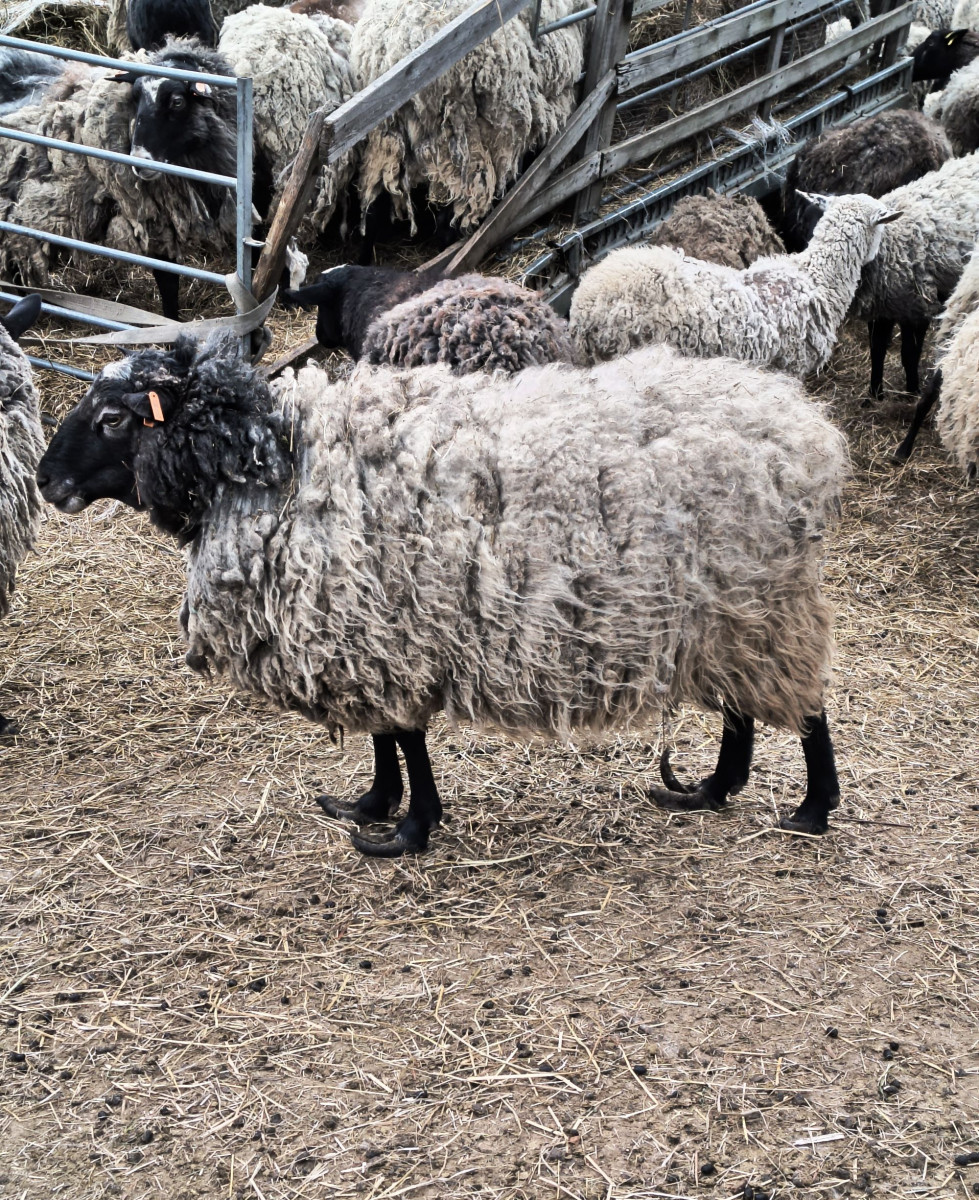 Rozkládající se mrtvá jehňata, desítky trpících ovcí. Inspektory šokoval chovetel z Křelova