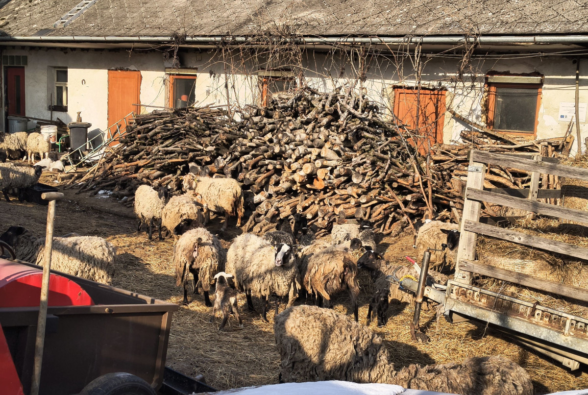 Rozkládající se mrtvá jehňata, desítky trpících ovcí. Inspektory šokoval chovetel z Křelova
