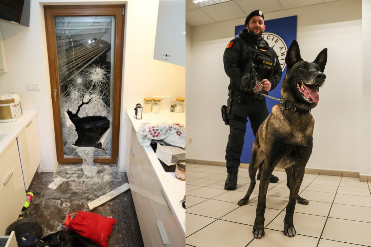 Harley muže rychle vyčmuchal.