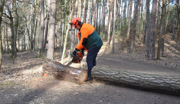 Lesníci kácí stromy v oblasti Boleveckých rybníků. Práce potrvají až do dubna