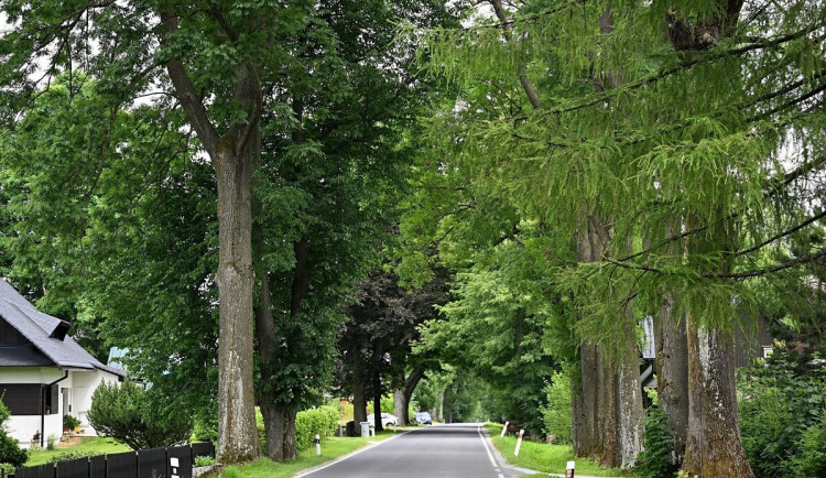 Alej v Rejvízu boduje. Je druhá nejoblíbenější v Česku