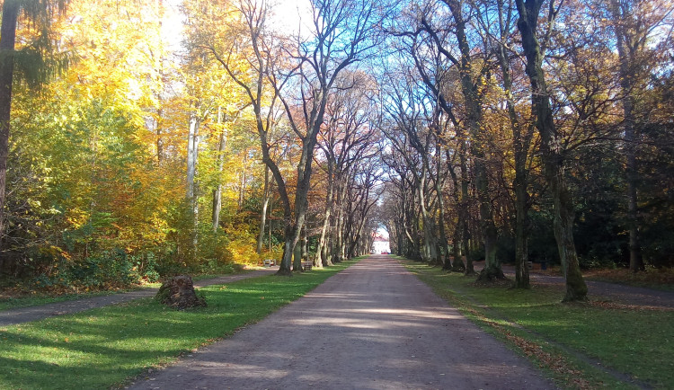 Nejoblíbenější alej v Praze je v oboře Hvězda. V celostátním žebříčku obsadila 13. místo