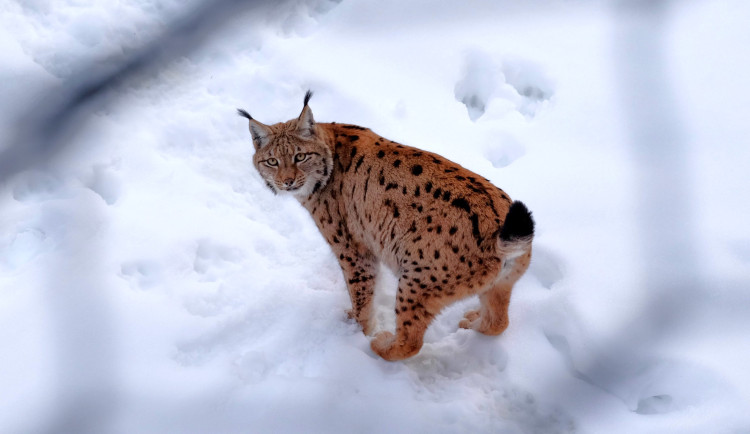 Na území Šumavy a Bavorského lesa se pohybuje 27 samostatných rysů