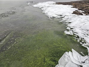 Zelený led na Lipně byl vidět i z vesmíru. Unikátní úkaz potvrdily satelity Copernicus