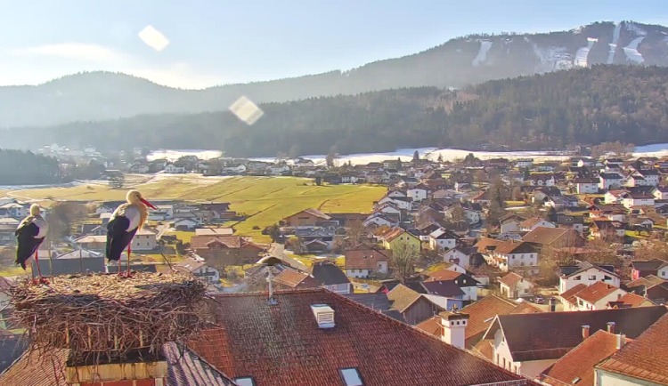 První čápi se vracejí ze zimovišť. Jeden pár má výhled na zasněženou sjezdovku