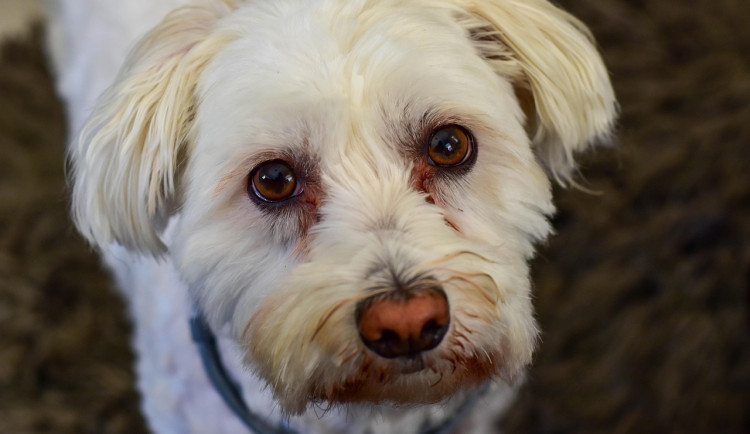 Gang přeprodával štěňata z množíren, nechtěná zvířata házeli do popelnic