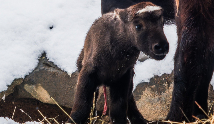 V Brně se narodil roztomilý takin. Prazvláštní kopytník připomíná kozy i ovce