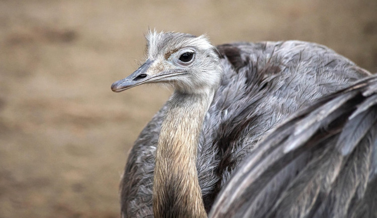 Podvodníci slibovali v inzerátu pštrosa a kozu, pár lidí z Královéhradeckého kraje se nachytalo