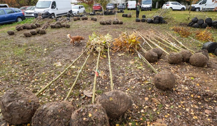 Stovky ovocných stromů pro Plzeň. Radnice chce vylepšit klima i estetiku města