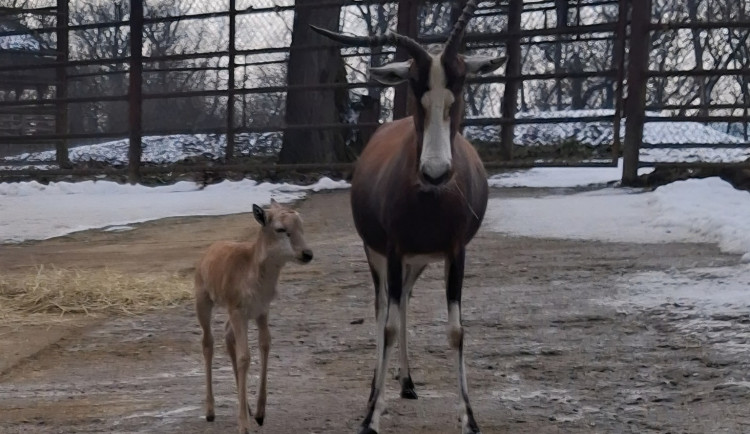 V Brně se narodila roztomilá antilopa. Až vyroste, bude mít bílou lysinu a punčochy