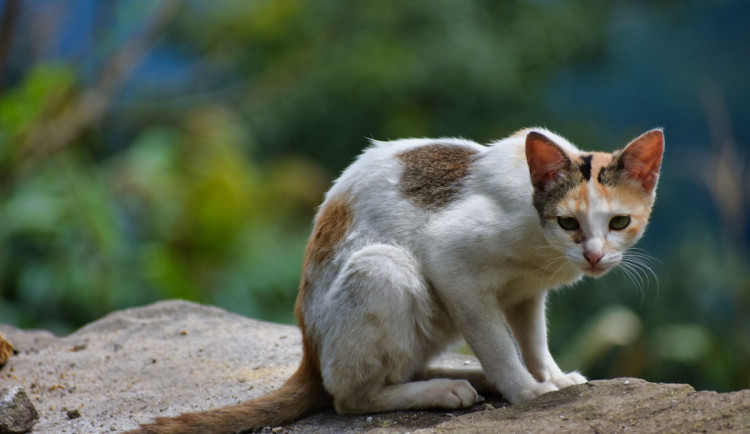 V Písku začíná jarní odchyt toulavých koček. Město chce zabránit jejich přemnožení