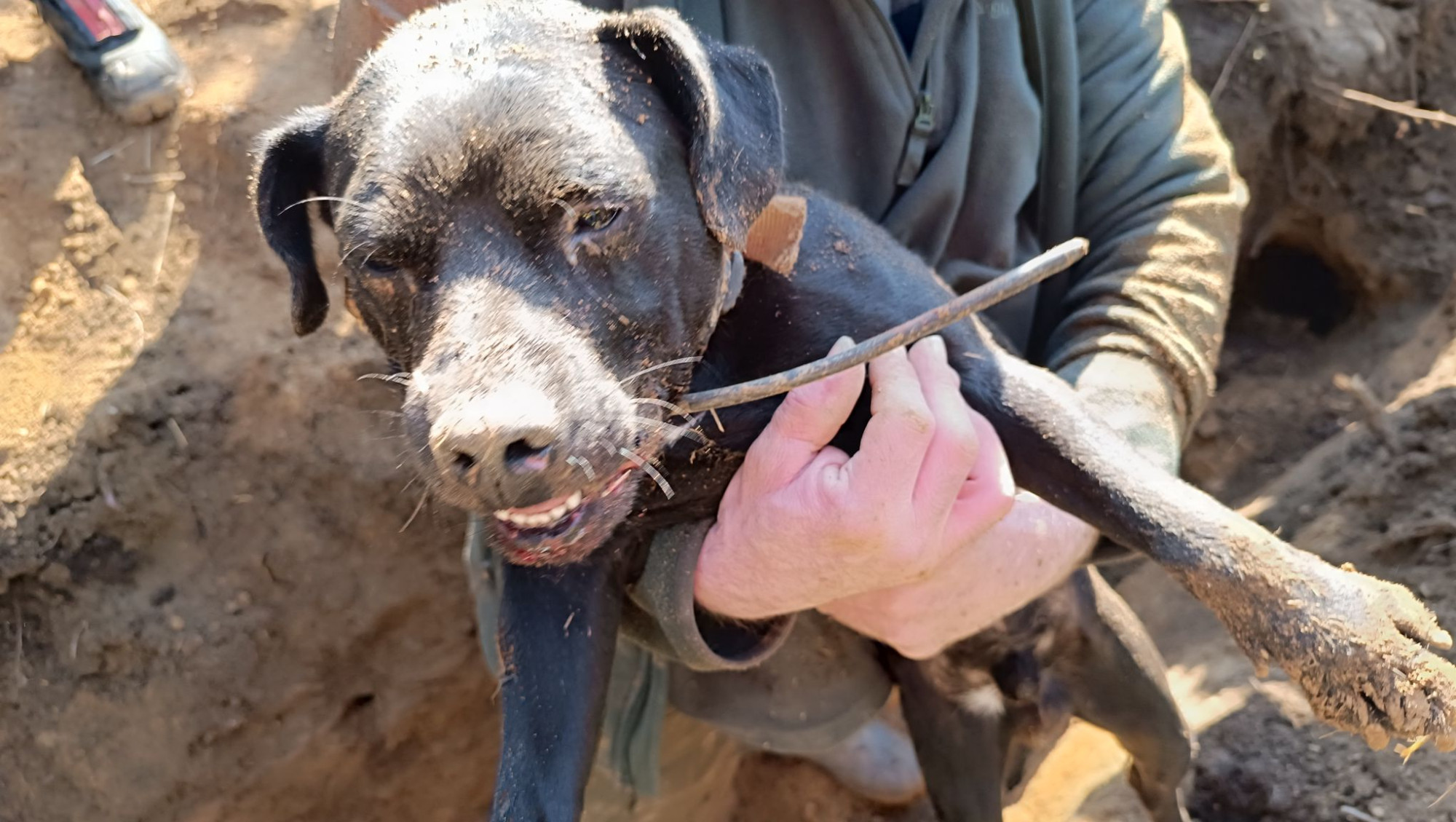 Hasiči bojují o život loveckého psa, který zmizel v jezevčí noře. Pomáhá jim i bagr