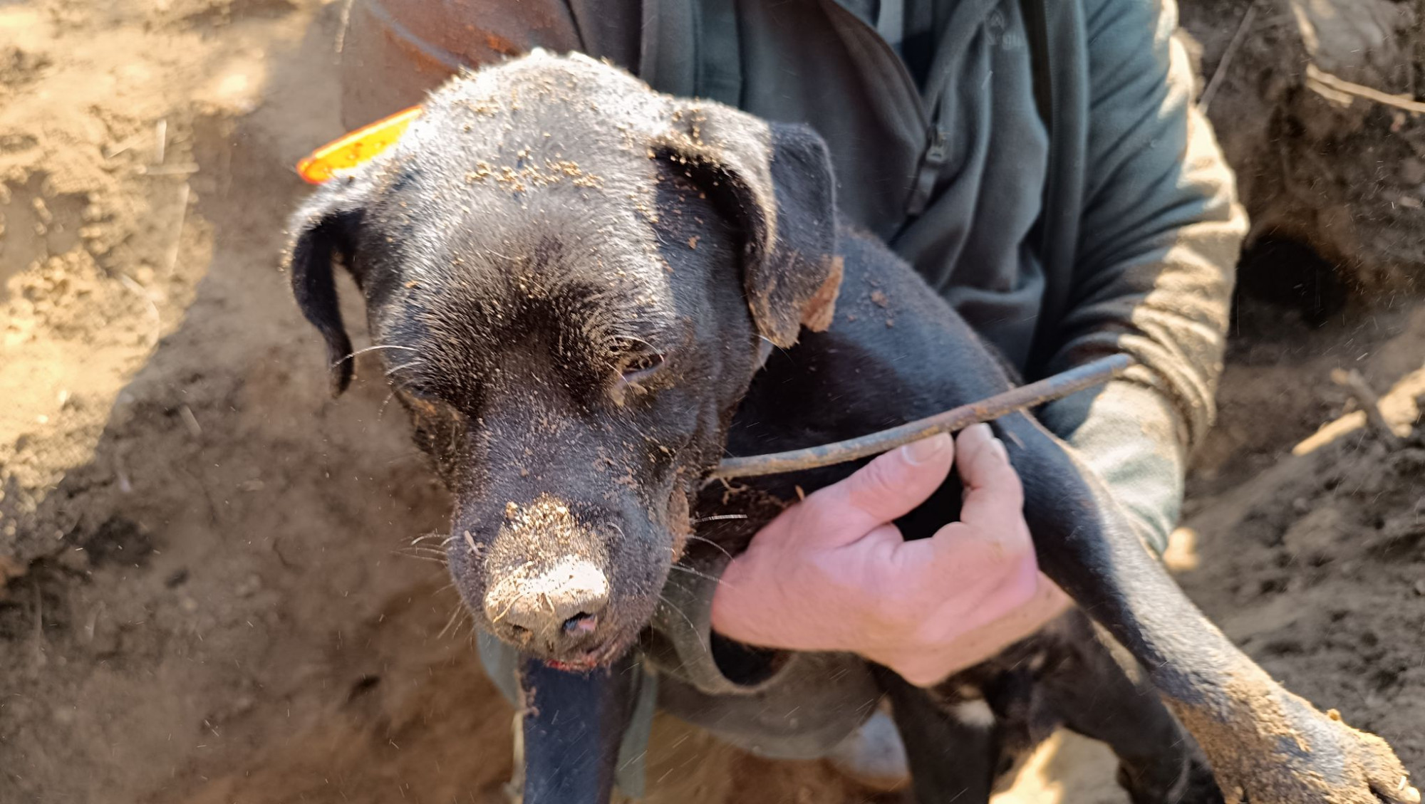 Psa se podařilo z nory dostat živého