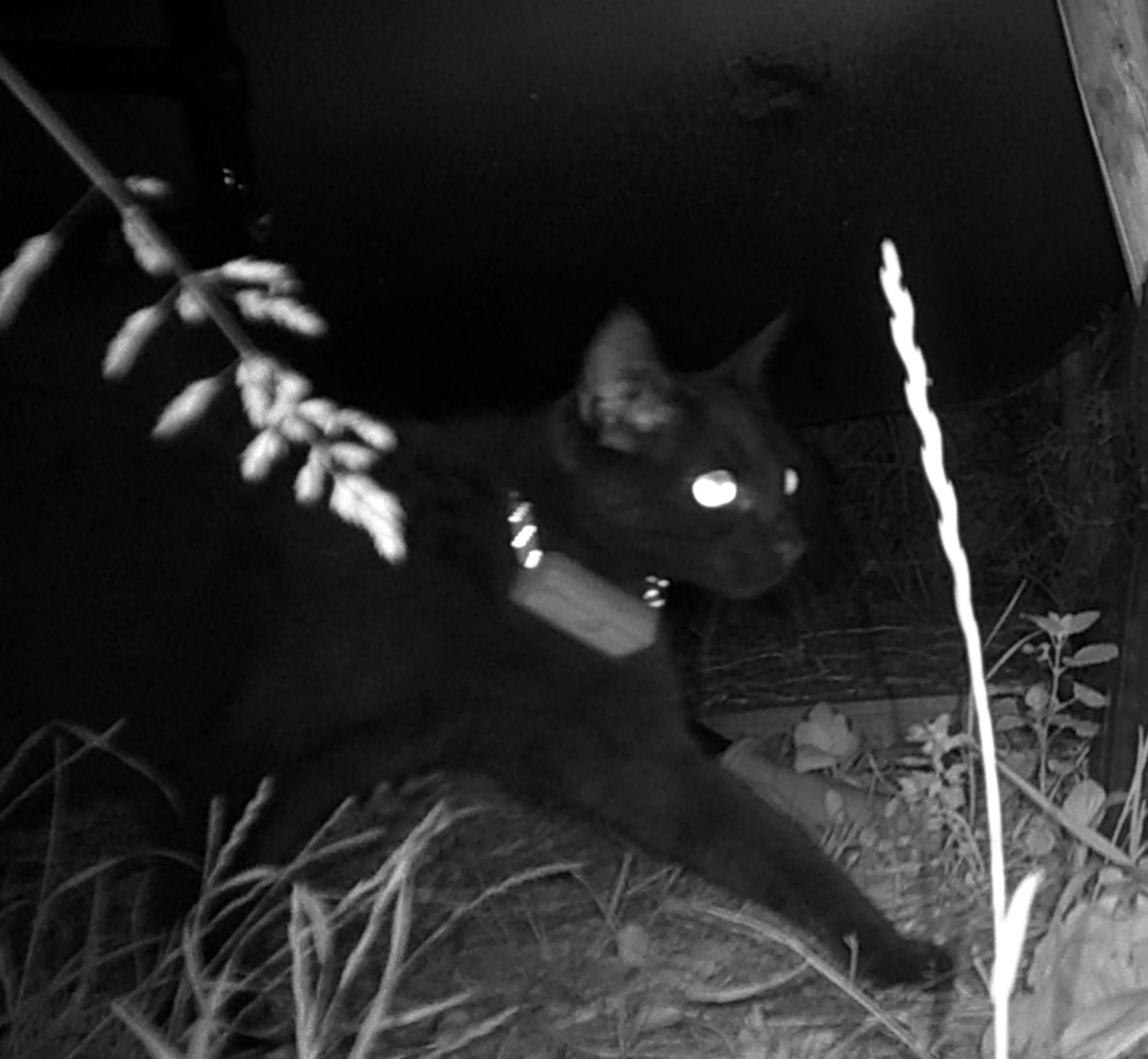 Majitelka pátrá po milovaném kocourovi. Zmizel na německé dálnici, seskočit mohl u Brna