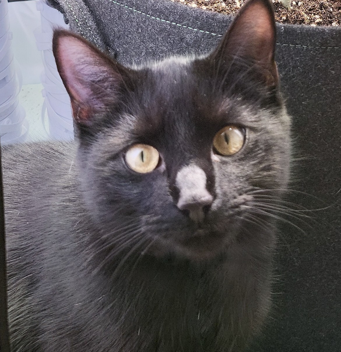 Majitelka pátrá po milovaném kocourovi. Zmizel na německé dálnici, seskočit mohl u Brna