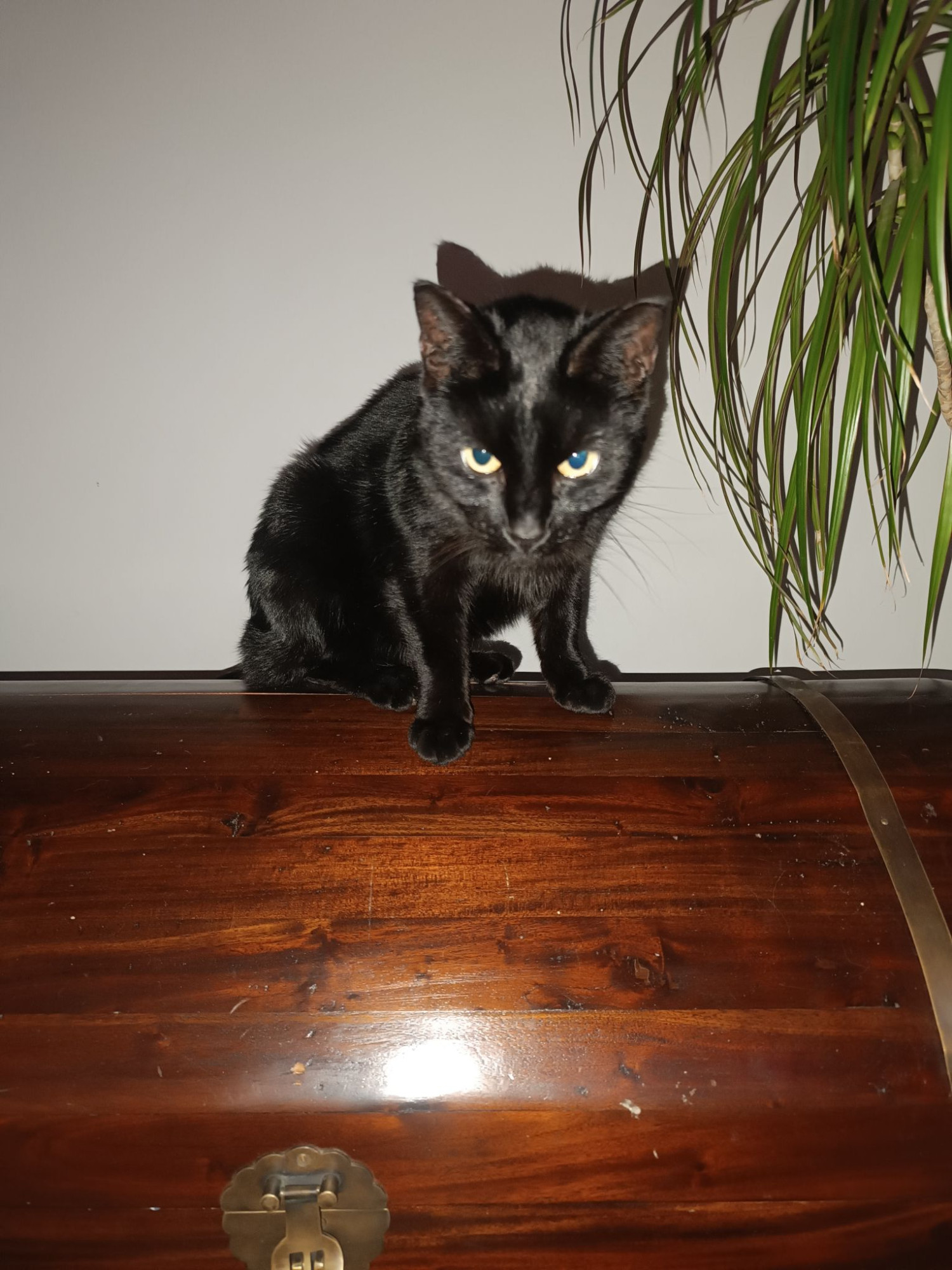 Majitelka pátrá po milovaném kocourovi. Zmizel na německé dálnici, seskočit mohl u Brna