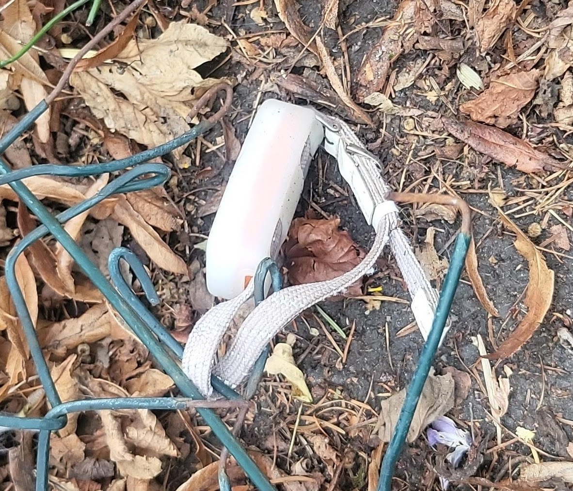 Majitelka pátrá po milovaném kocourovi. Zmizel na německé dálnici, seskočit mohl u Brna