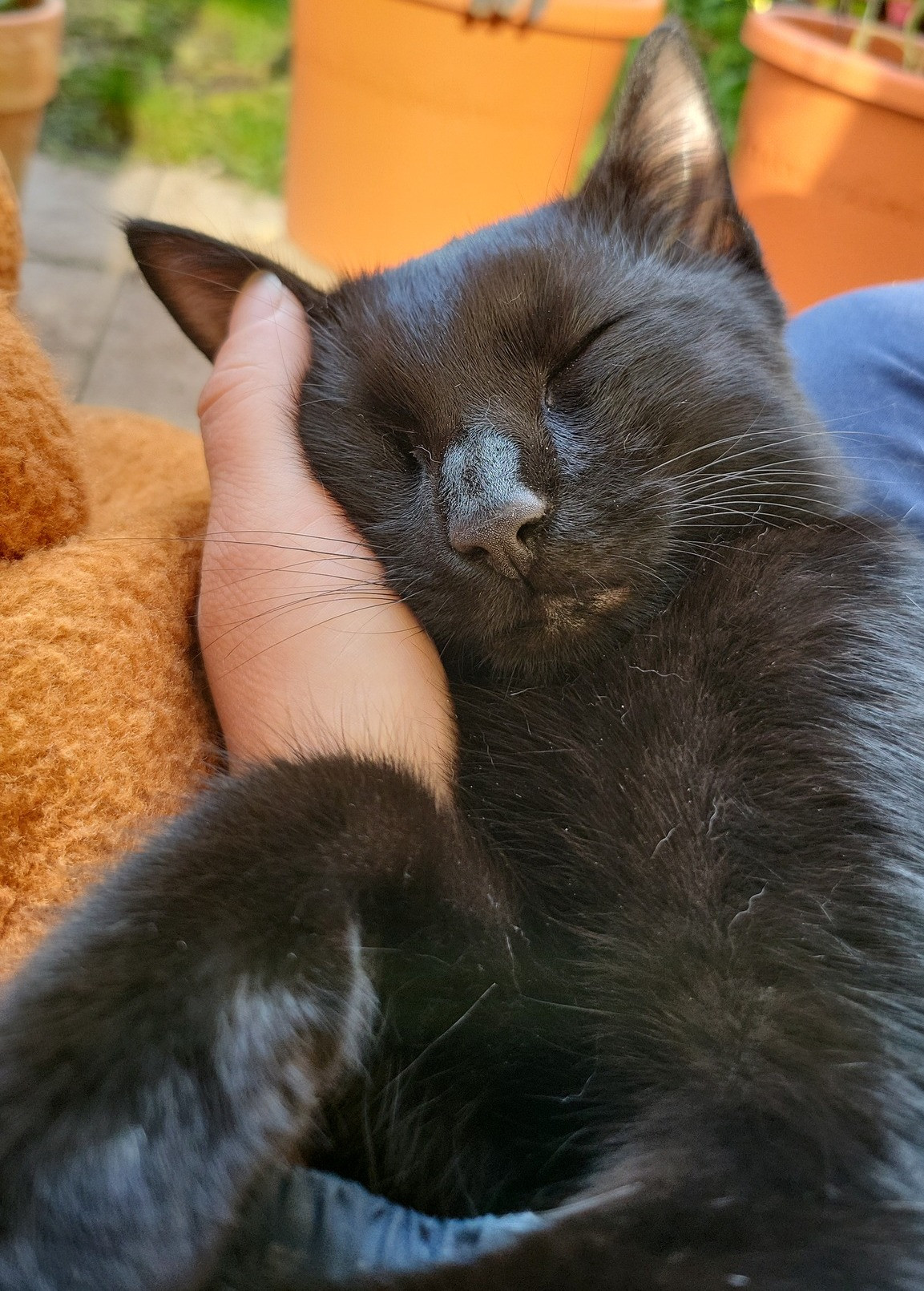 Majitelka pátrá po milovaném kocourovi. Zmizel na německé dálnici, seskočit mohl u Brna