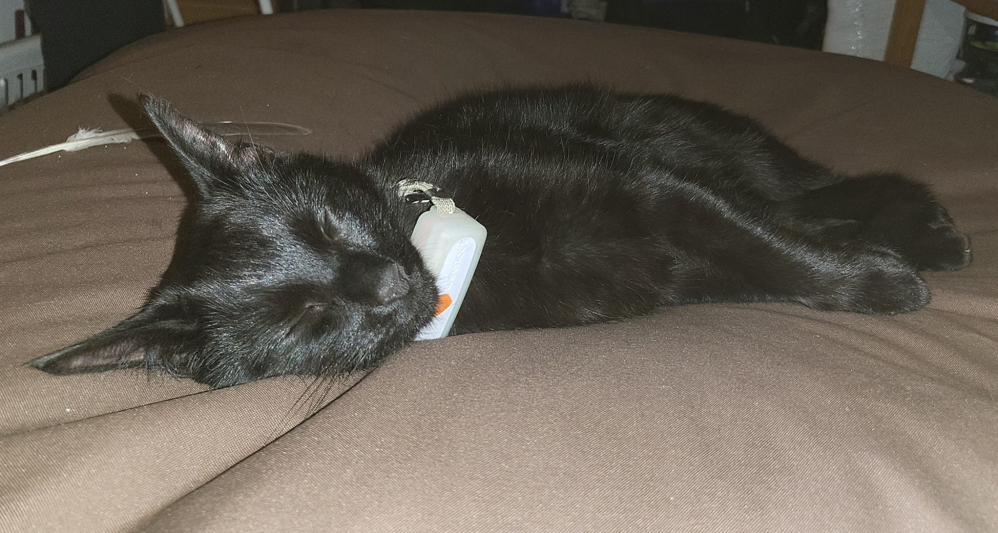 Majitelka pátrá po milovaném kocourovi. Zmizel na německé dálnici, seskočit mohl u Brna