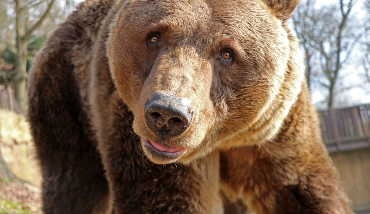 Večerníčkoví medvědi se probudili ze zimního spánku, spokojeně se vyhřívají na slunci