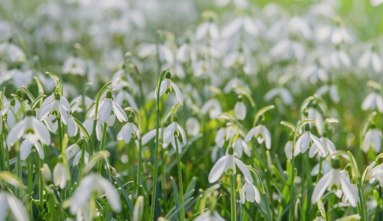 Rána zahalí mlhy, přes den vysvitne slunce. Teploty vystoupají na 16 stupňů