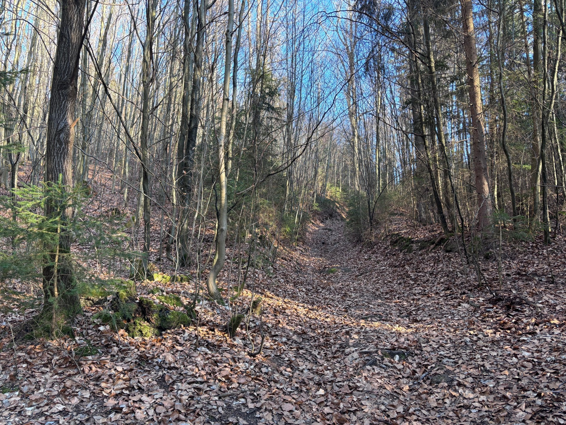 Zkratka mezi Lesním koupalištěm a Aninou cestou, ve které vznikne soubor opatření jáma-hráz a také několik tůní.