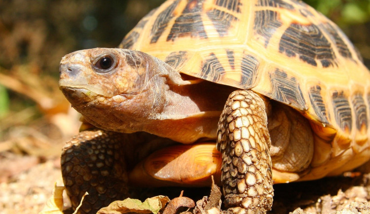 FOTO: V Brně se daří zázračným želvám z Madagaskaru, jsou nejohroženější na světě