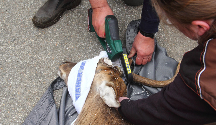 Parohy musely pryč. Jelen sika ze zoo Hluboká míří za novým stádem do Olomouce