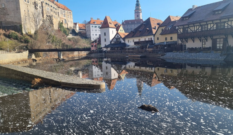 Začala v Krumlově vodácká sezona? Vltavou pod zámkem plul mrtvý divočák