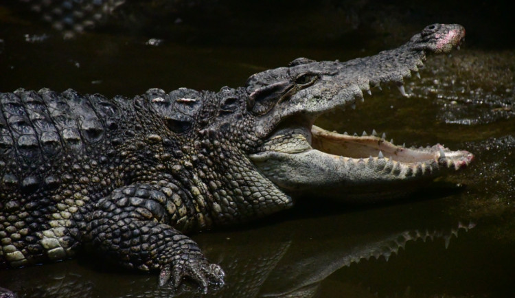 Volání lásky: Zvuky přírody, jarní námluvy vrcholí a ve vodě duní krokodýlí láska