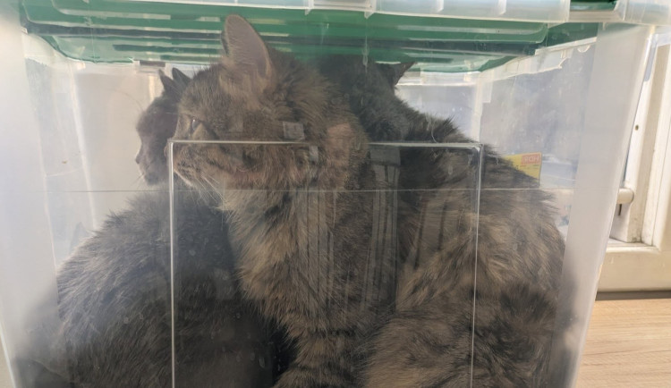 Tři kočky nacpané v plastové bedně už mají náhradní péči. Tyrana hledají strážníci ze Šumperka