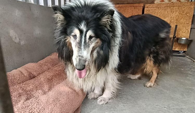 Útulek pečuje o dalšího zanedbaného psa. Už se ale blíží snu o nových prostorách