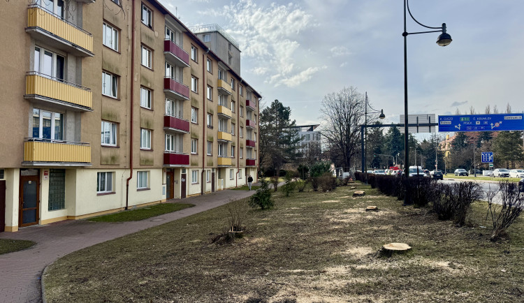 Devět javorů u mostu Kosmonautů šlo k zemi. Stromy ustoupily nové stavbě