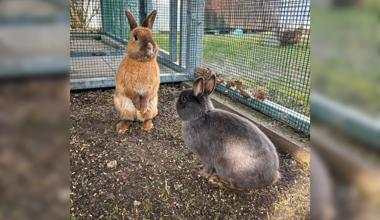 VIDEO: Bob a Bobek pořádně prohnali strážníky, dvojici ušáků odchytávali za bytovkou