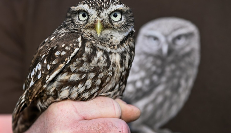 Naděje pro malou populaci ohrožených sýčků, vznikla pro ně nová vypouštěcí voliéra